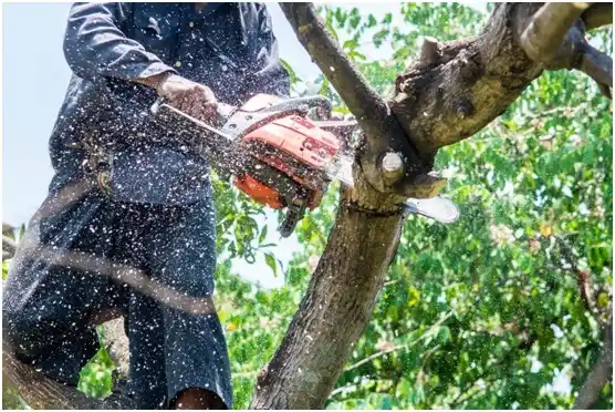 tree services Johnsonburg
